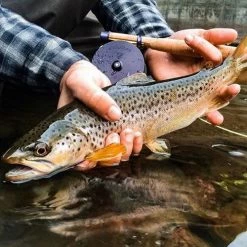Fishing Equipment & Gear Douglas Argus Fly Reel 5 Fishing Equipment & Gear Douglas Argus Fly Reel